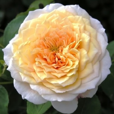Роза английская Крокус Роуз