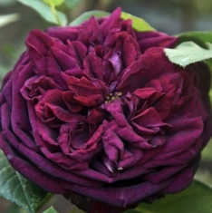 Роза английская Принц