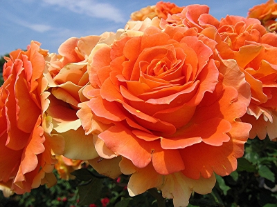 Роза миниатюрная Пати Оранж