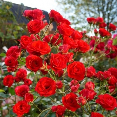 Роза почвопокровная Ред Вельвет