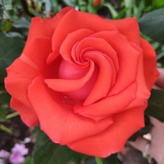 Роза чайно-гибридная Корвет