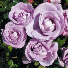 Роза чайно-гибридная Моди Блю