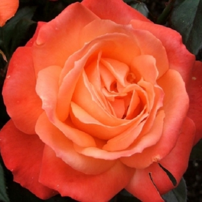 Роза чайно-гибридная Анжелика