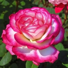Роза чайно-гибридная Атлас