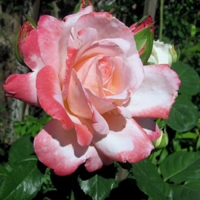 Роза чайно-гибридная Биг Эпл