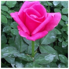 Роза чайно-гибридная Джакаранда
