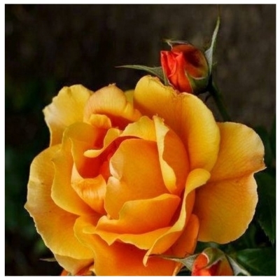 Роза чайно-гибридная Габи Марлей