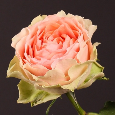 Роза чайно-гибридная Гравити