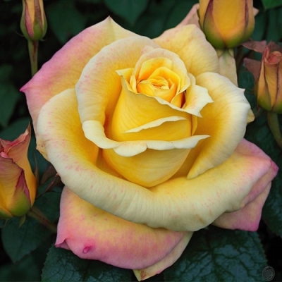 Роза чайно-гибридная Канари
