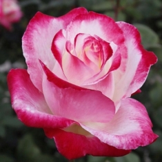 Роза чайно-гибридная Коломбина