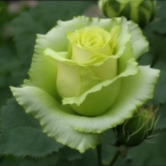 Роза чайно-гибридная Лимонад
