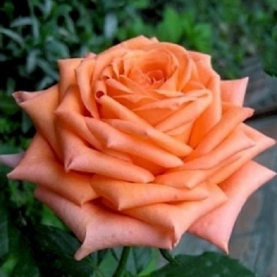 Роза чайно-гибридная Лолипоп