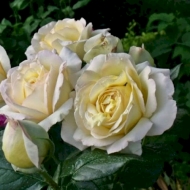Роза чайно-гибридная Май Герл