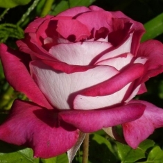 Роза чайно-гибридная Моника Белуччи