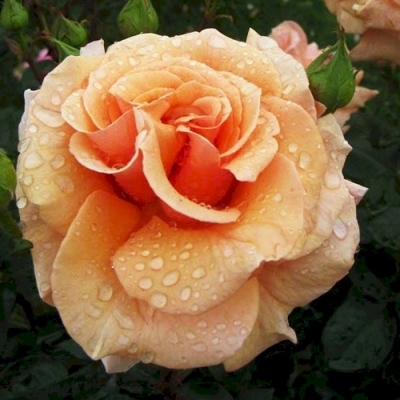 Роза чайно-гибридная Пако Рабан
