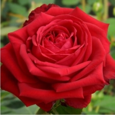 Роза чайно-гибридная Ребелл
