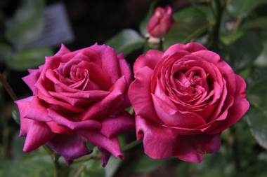 Роза чайно-гибридная Саманта