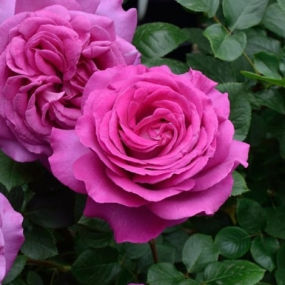 Роза чайно-гибридная Саманта
