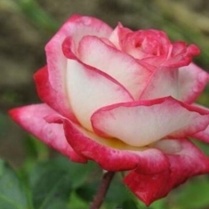 Роза чайно-гибридная Сирейда