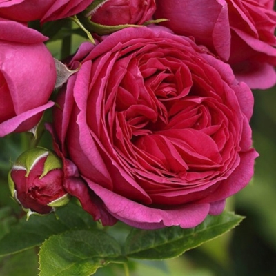 Роза чайно-гибридная Софи Луиза