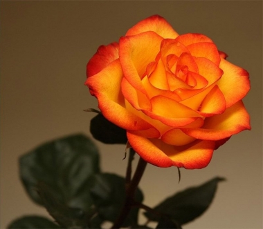 Роза чайно-гибридная Солнышко