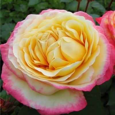 Роза чайно-гибридная Юбилей Кордеса