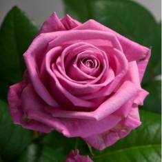 Роза чайно-гибридная Аква