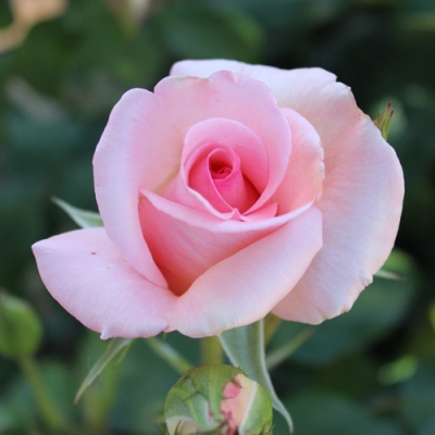 Роза чайно- гибридная Фламинго