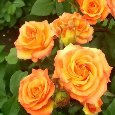 Роза флорибунда Апельсин