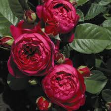 Роза флорибунда Аскот