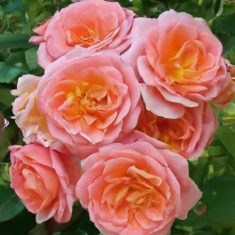 Роза флорибунда Бриоза