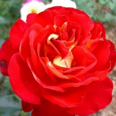 Роза флорибунда Джипси