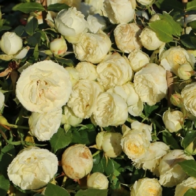 Роза флорибунда Лемон Рококо