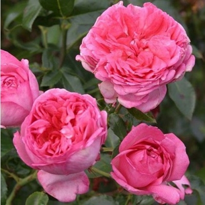 Роза флорибунда Ля роз де Молинар