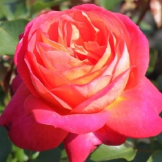 Роза флорибунда Мидсаммер