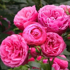 Роза флорибунда Пампонелла
