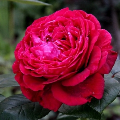 Роза флорибунда Роза четырёх ветров