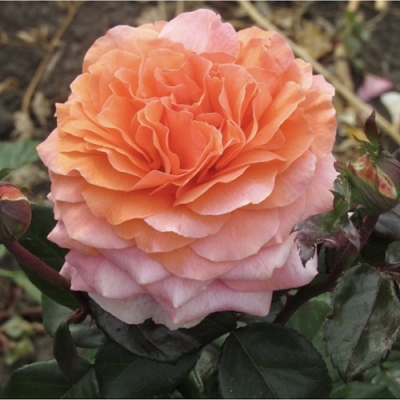 Роза флорибунда Виасильва
