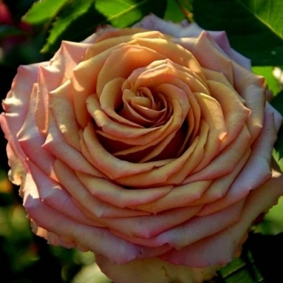 Роза чайно-гибридная Марракеш