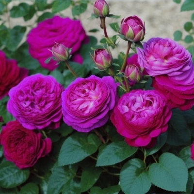 Роза миниатюрная Хайди Клум