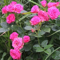 Роза миниатюрная спрей Лавли Лидия