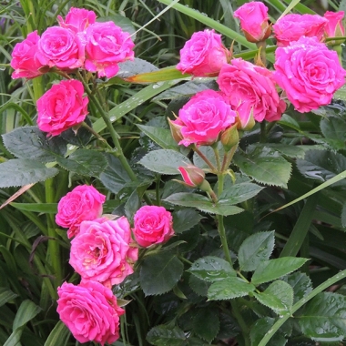 Роза миниатюрная спрей Лавли Лидия