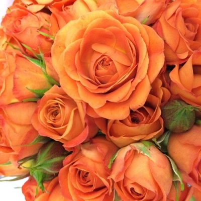 Роза спрей/миниатюрная Бейби оранж