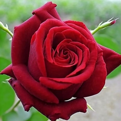 Роза миниатюрная Кисс Кордана