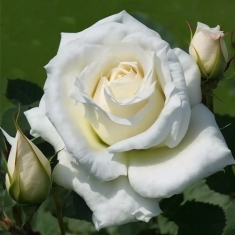 Роза миниатюрная Паскали