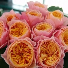 Роза чайно-гибридная Вувузело