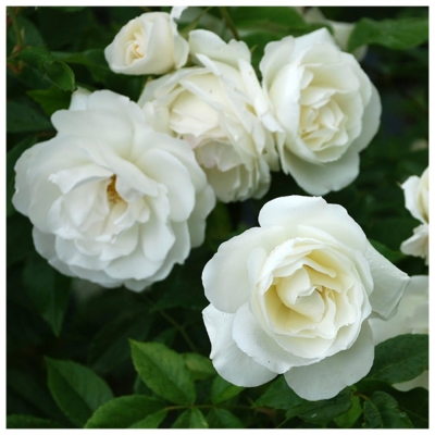 Роза плетистая Белый каскад