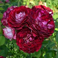 Роза шраб Бель де Сегоза