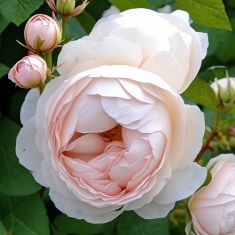 Роза шраб Мадам Фигаро
