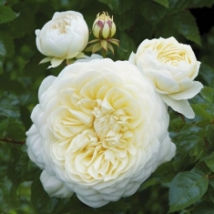Роза шраб Транквилити